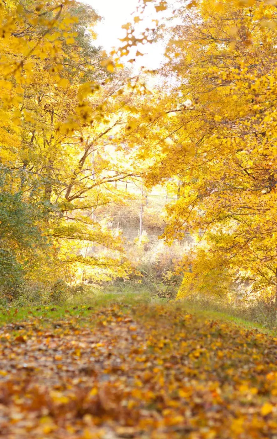 Fall In Missouri 1 10X16 Ultracloth ( 120 X 192 Inch ) Backdrop