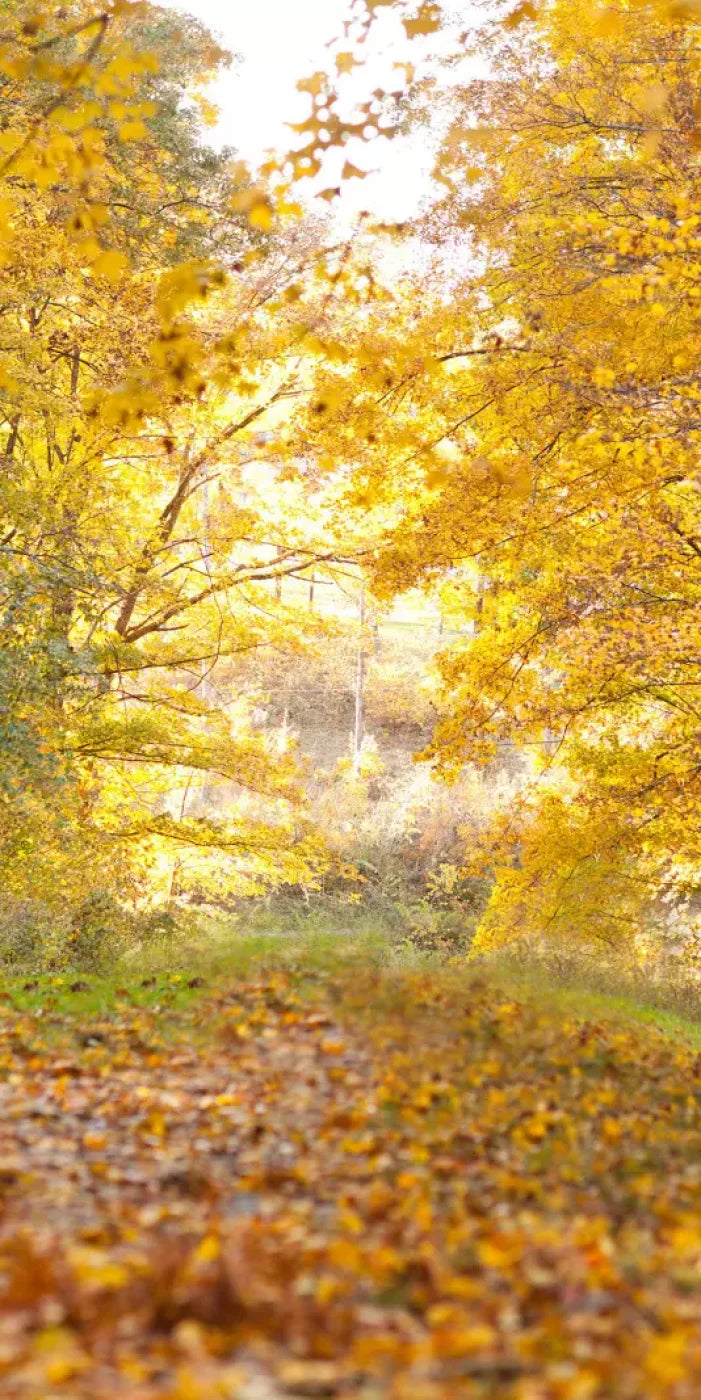 Fall In Missouri 1 10X20 Ultracloth ( 120 X 240 Inch ) Backdrop