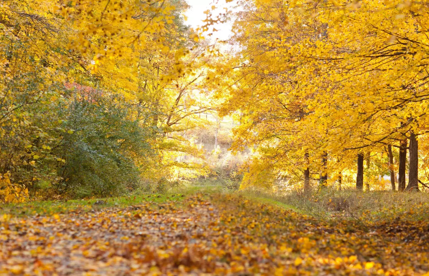 Fall In Missouri 1 12X8 Ultracloth ( 144 X 96 Inch ) Backdrop