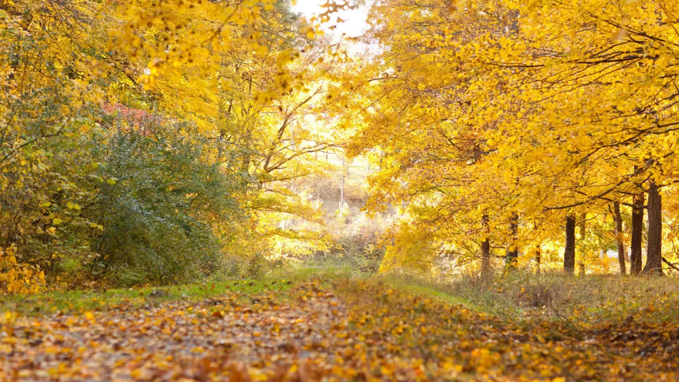 Fall In Missouri 1 14X8 Ultracloth ( 168 X 96 Inch ) Backdrop