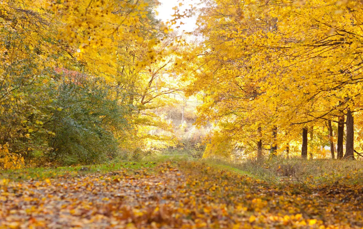 Fall In Missouri 1 16X10 Ultracloth ( 192 X 120 Inch ) Backdrop