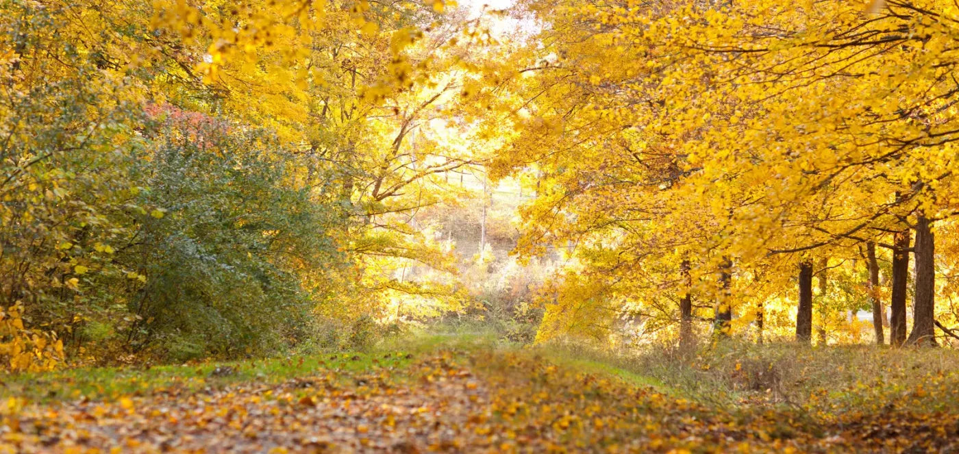 Fall In Missouri 1 16X8 Ultracloth ( 192 X 96 Inch ) Backdrop