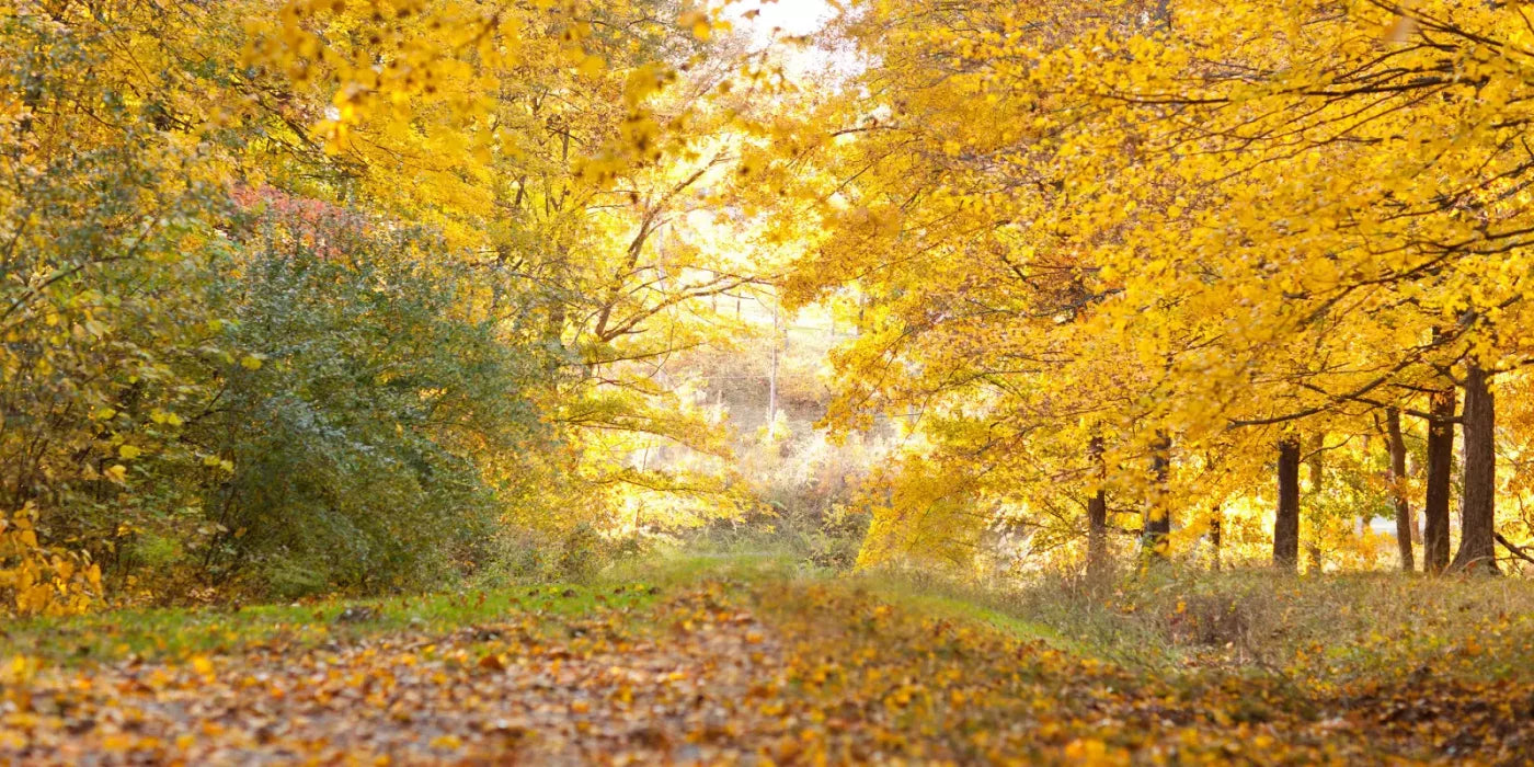 Fall In Missouri 1 20X10 Ultracloth ( 240 X 120 Inch ) Backdrop