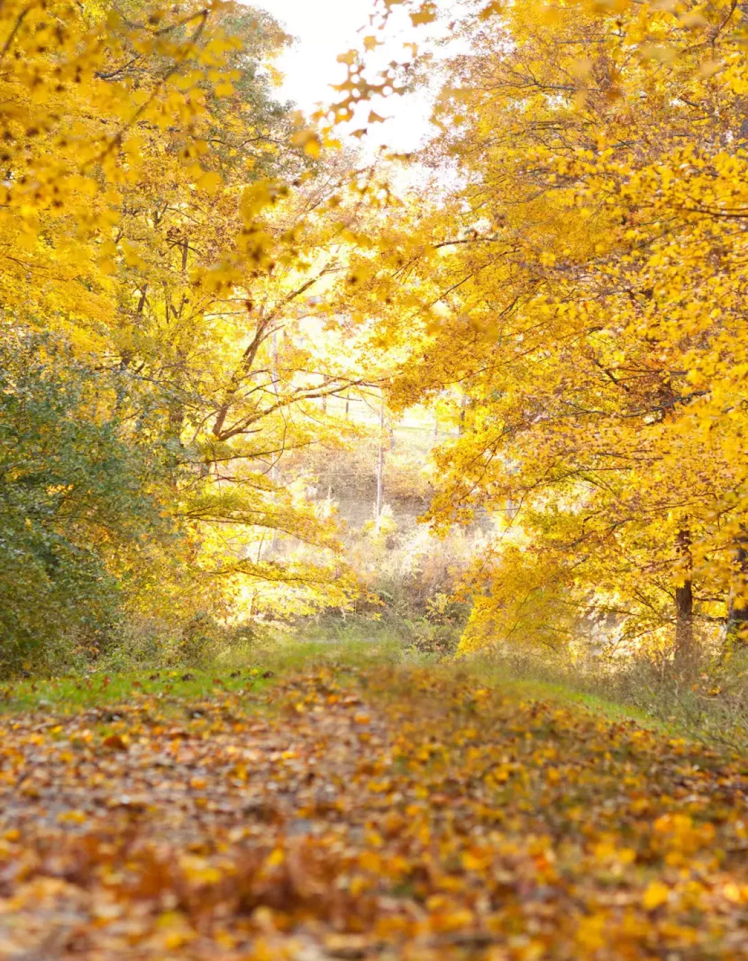 Fall In Missouri 1 6X8 Fleece ( 72 X 96 Inch ) Backdrop