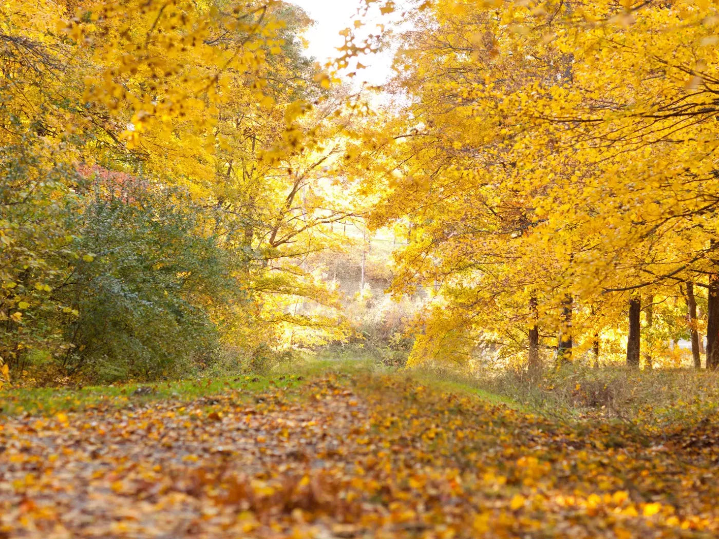Fall In Missouri 1 7X5 Ultracloth ( 84 X 60 Inch ) Backdrop