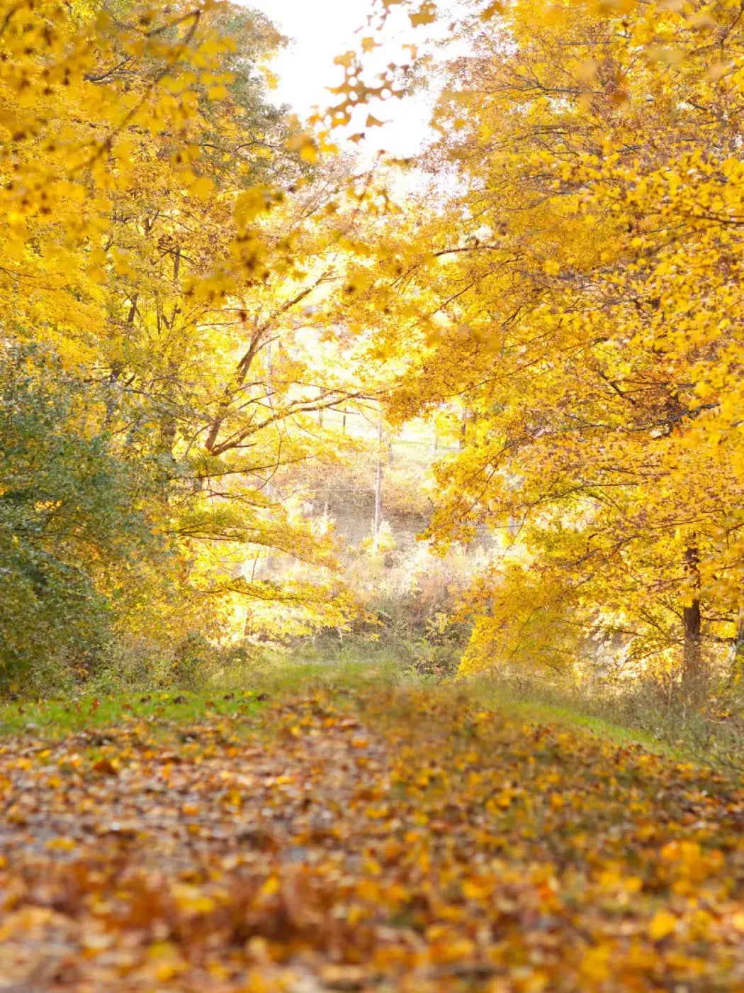 Fall In Missouri 1 8X10 Fleece ( 96 X 120 Inch ) Backdrop