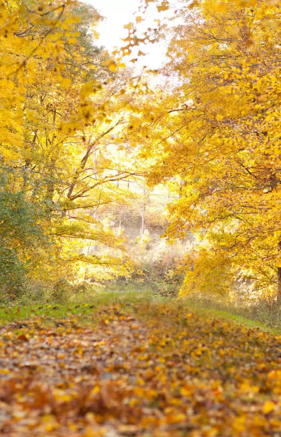 Fall In Missouri 1 8X12 Ultracloth ( 96 X 144 Inch ) Backdrop