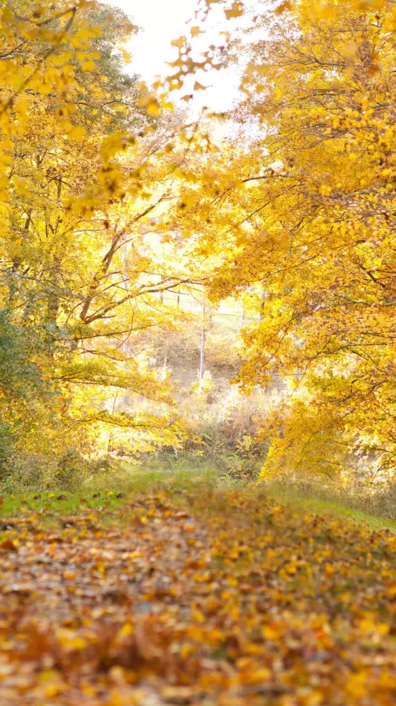 Fall In Missouri 1 8X14 Ultracloth ( 96 X 168 Inch ) Backdrop