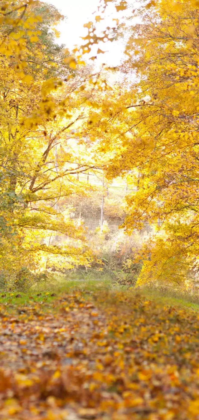 Fall In Missouri 1 8X16 Ultracloth ( 96 X 192 Inch ) Backdrop