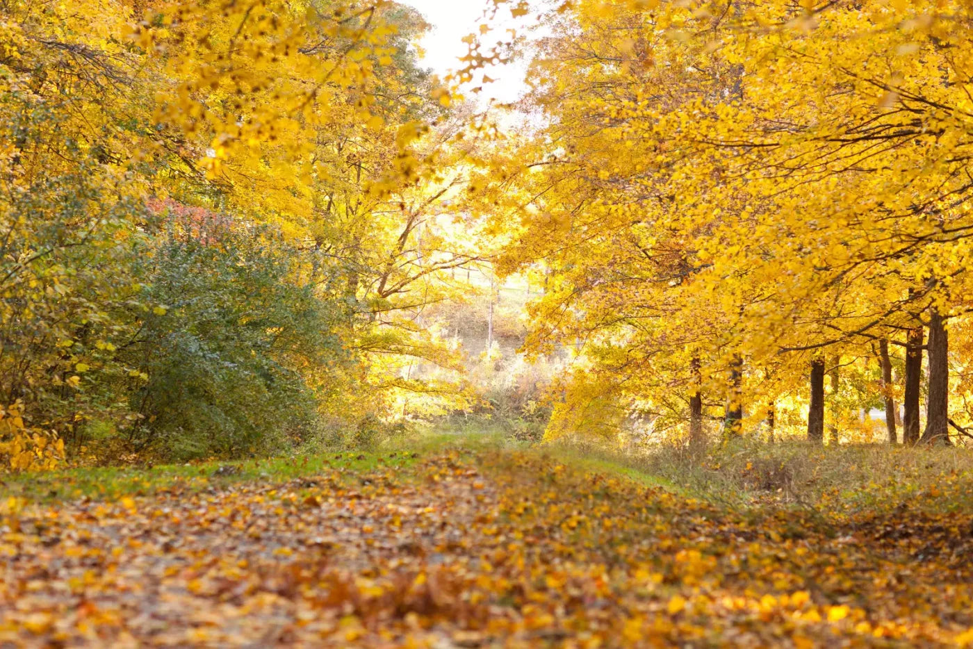Fall In Missouri 1 8X5 Ultracloth ( 96 X 60 Inch ) Backdrop