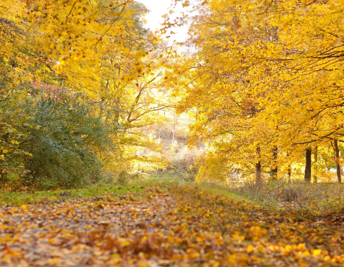 Fall In Missouri 1 8X6 Fleece ( 96 X 72 Inch ) Backdrop