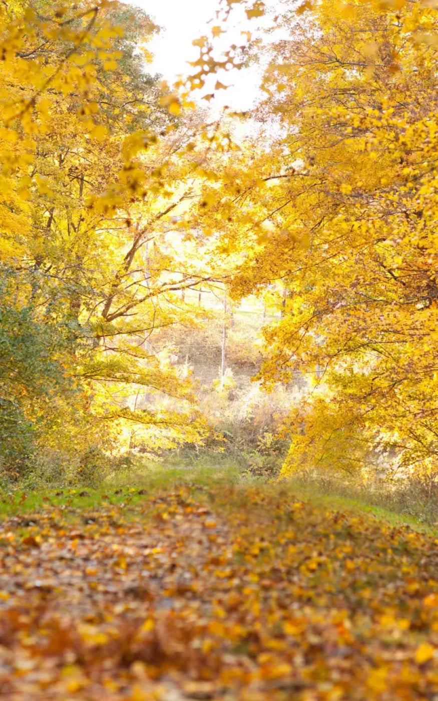 Fall In Missouri 1 9X14 Ultracloth ( 108 X 168 Inch ) Backdrop