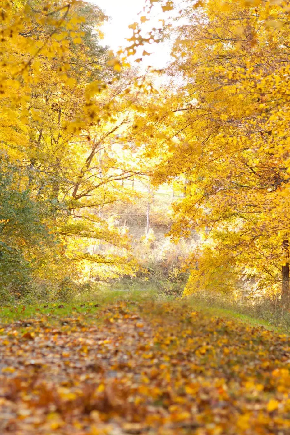 Fall In Missouri 1 Backdrop