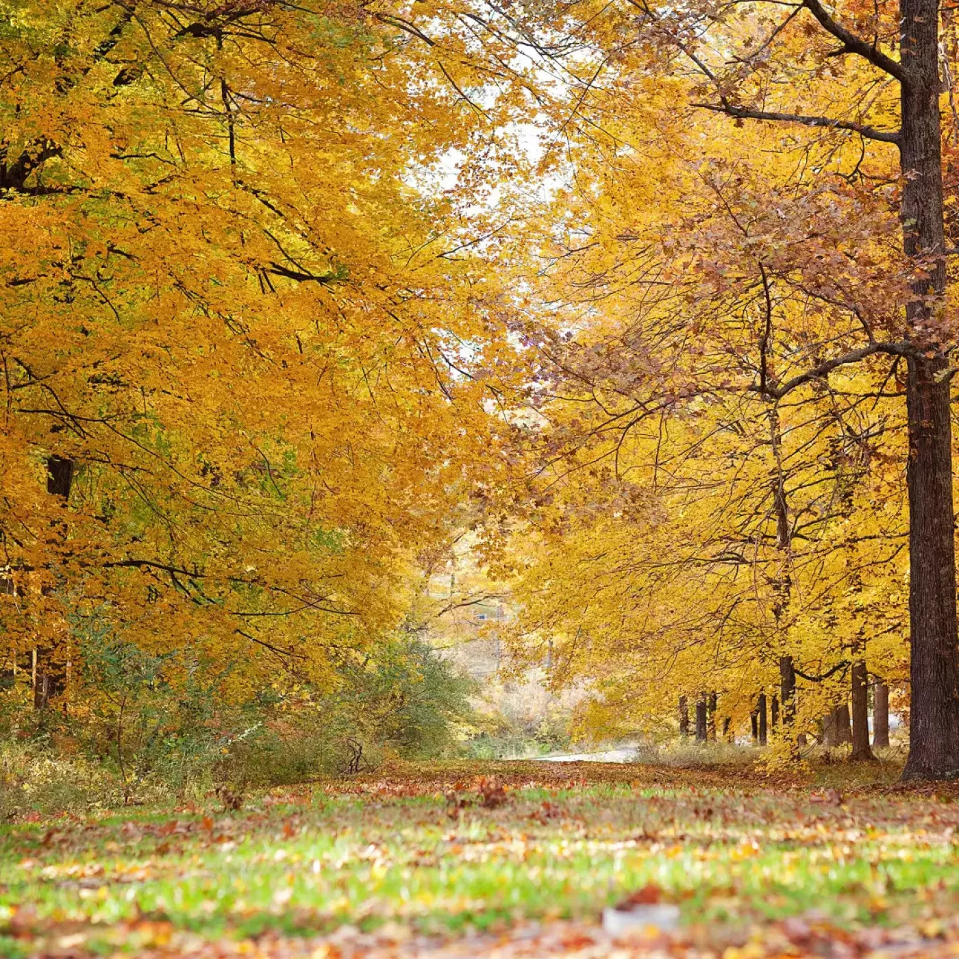 Fall In Missouri 2 10X10 Ultracloth ( 120 X Inch ) Backdrop