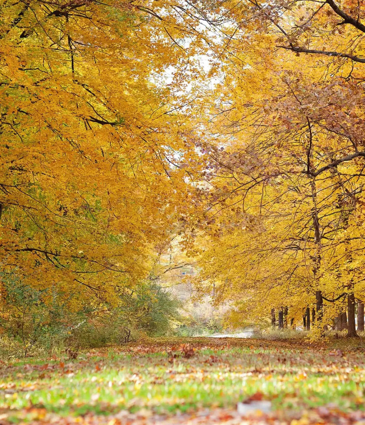 Fall In Missouri 2 10X12 Ultracloth ( 120 X 144 Inch ) Backdrop