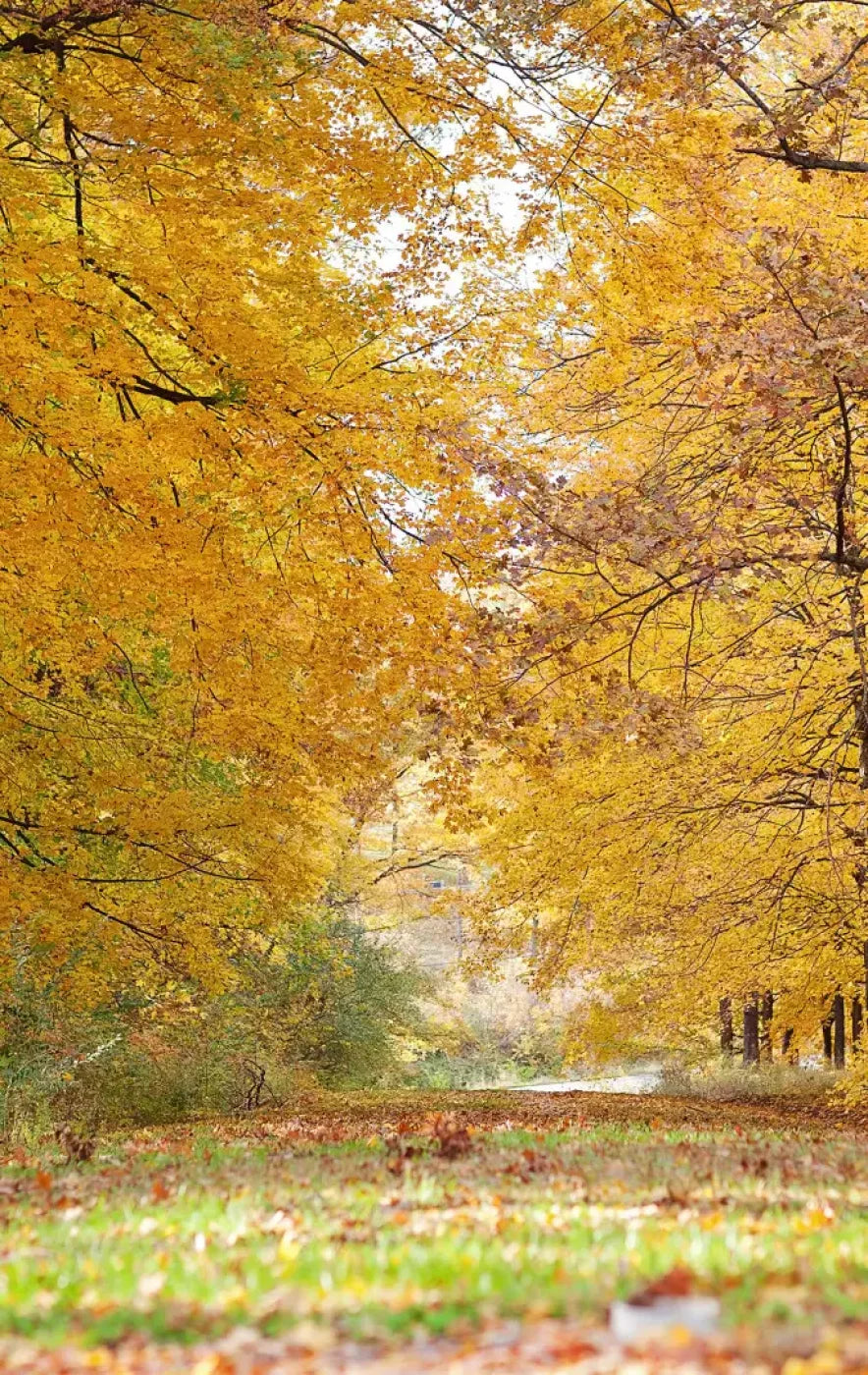 Fall In Missouri 2 10X16 Ultracloth ( 120 X 192 Inch ) Backdrop