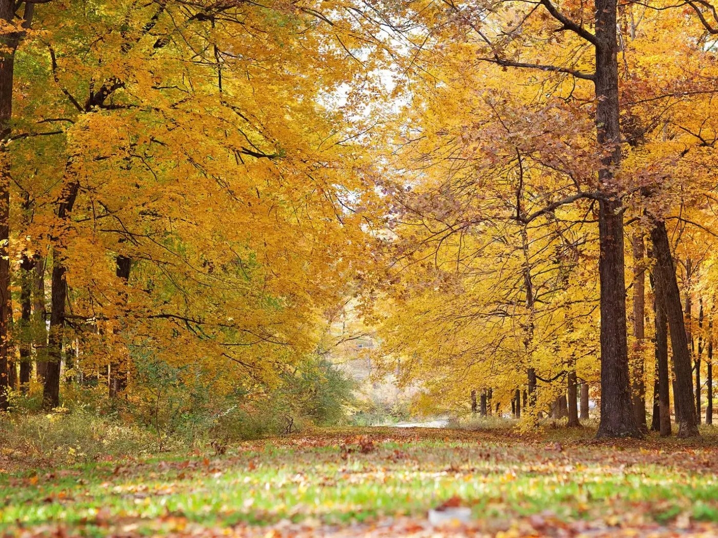 Fall In Missouri 2 10X8 Fleece ( 120 X 96 Inch ) Backdrop
