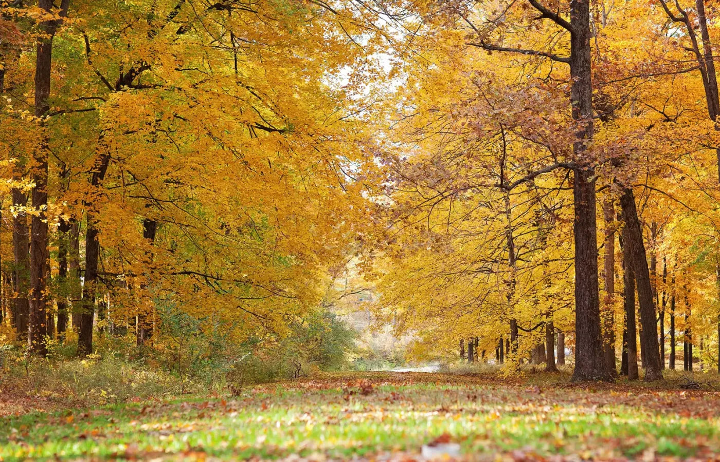 Fall In Missouri 2 12X8 Ultracloth ( 144 X 96 Inch ) Backdrop