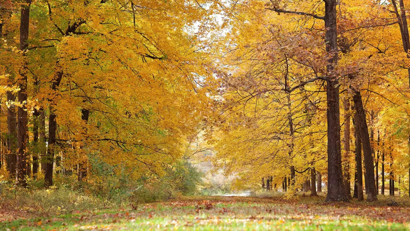 Fall In Missouri 2 14X8 Ultracloth ( 168 X 96 Inch ) Backdrop