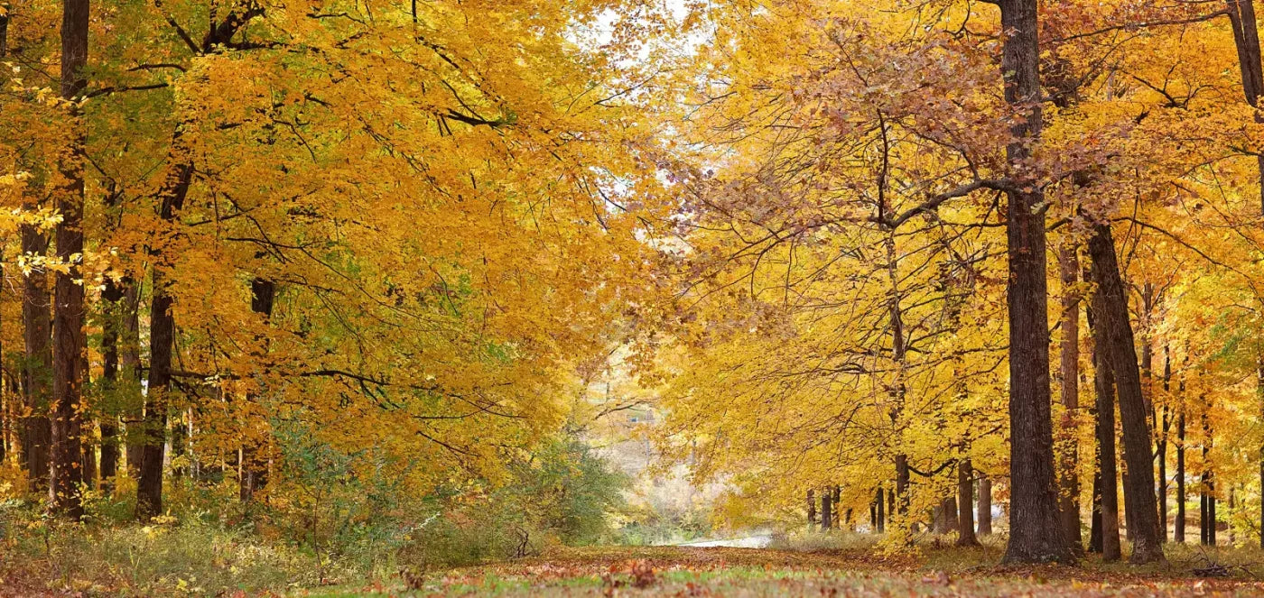Fall In Missouri 2 16X8 Ultracloth ( 192 X 96 Inch ) Backdrop