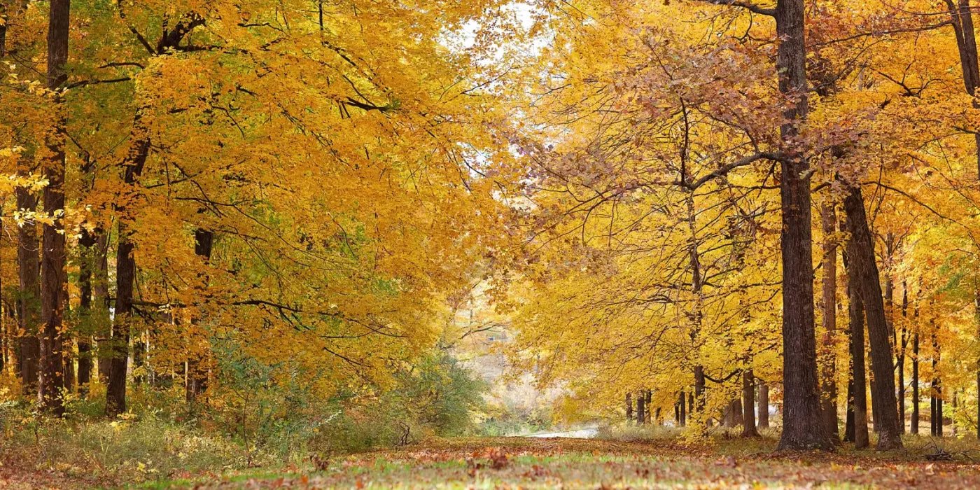 Fall In Missouri 2 20X10 Ultracloth ( 240 X 120 Inch ) Backdrop