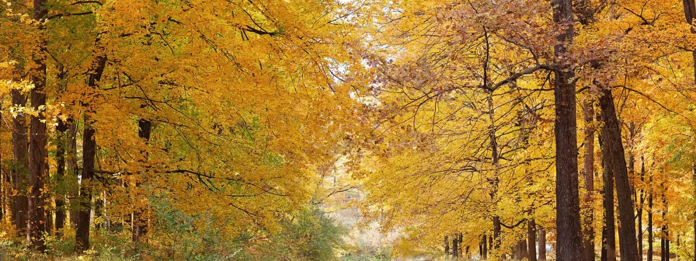 Fall In Missouri 2 20X8 Ultracloth ( 240 X 96 Inch ) Backdrop