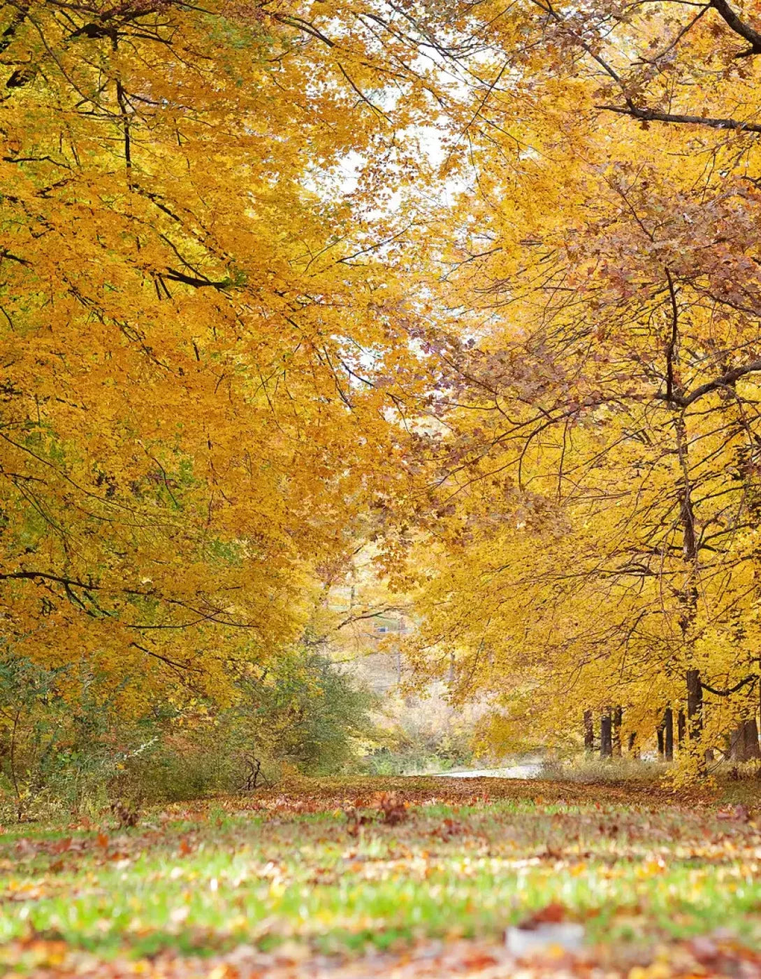 Fall In Missouri 2 6X8 Fleece ( 72 X 96 Inch ) Backdrop