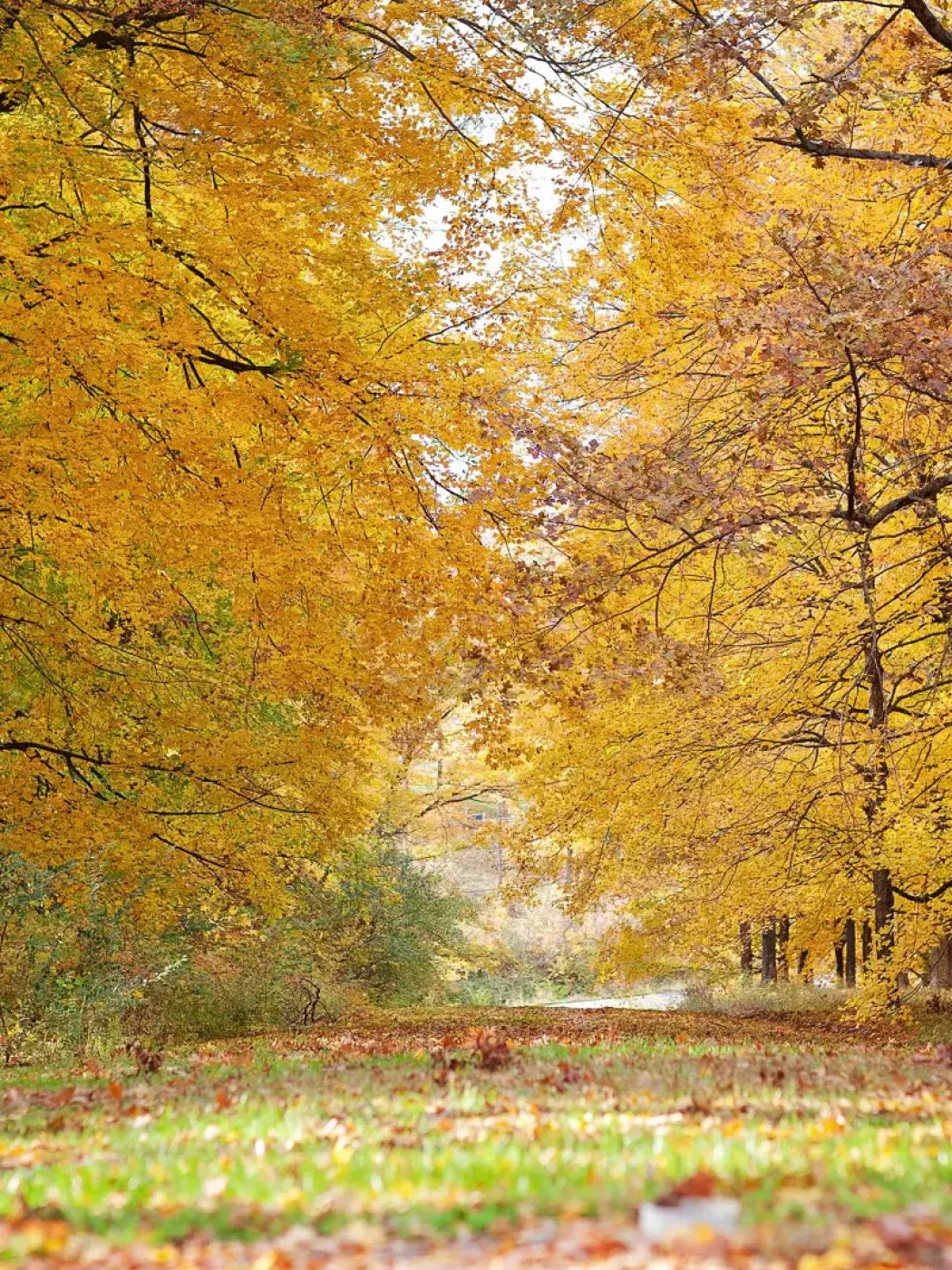 Fall In Missouri 2 8X10 Fleece ( 96 X 120 Inch ) Backdrop