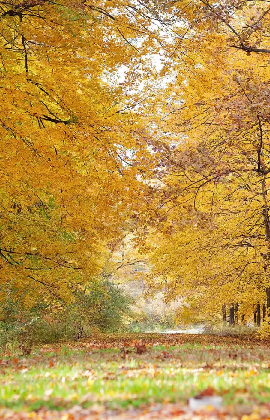 Fall In Missouri 2 8X12 Ultracloth ( 96 X 144 Inch ) Backdrop