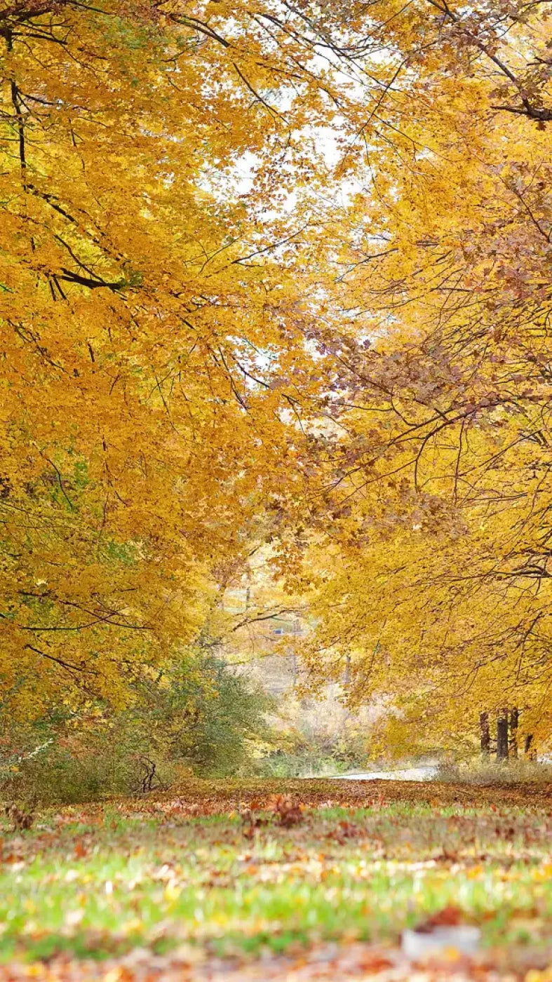 Fall In Missouri 2 8X14 Ultracloth ( 96 X 168 Inch ) Backdrop