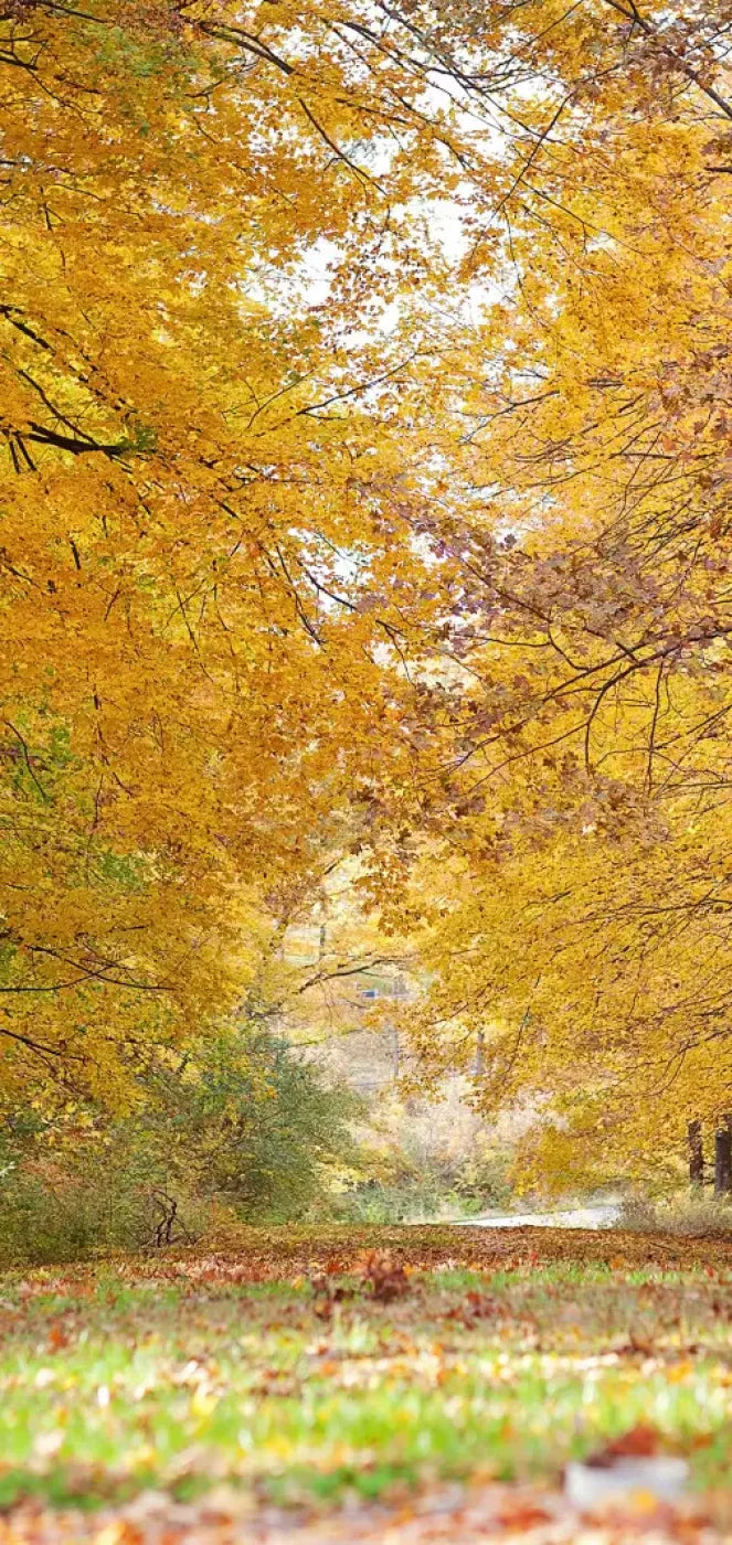 Fall In Missouri 2 8X16 Ultracloth ( 96 X 192 Inch ) Backdrop