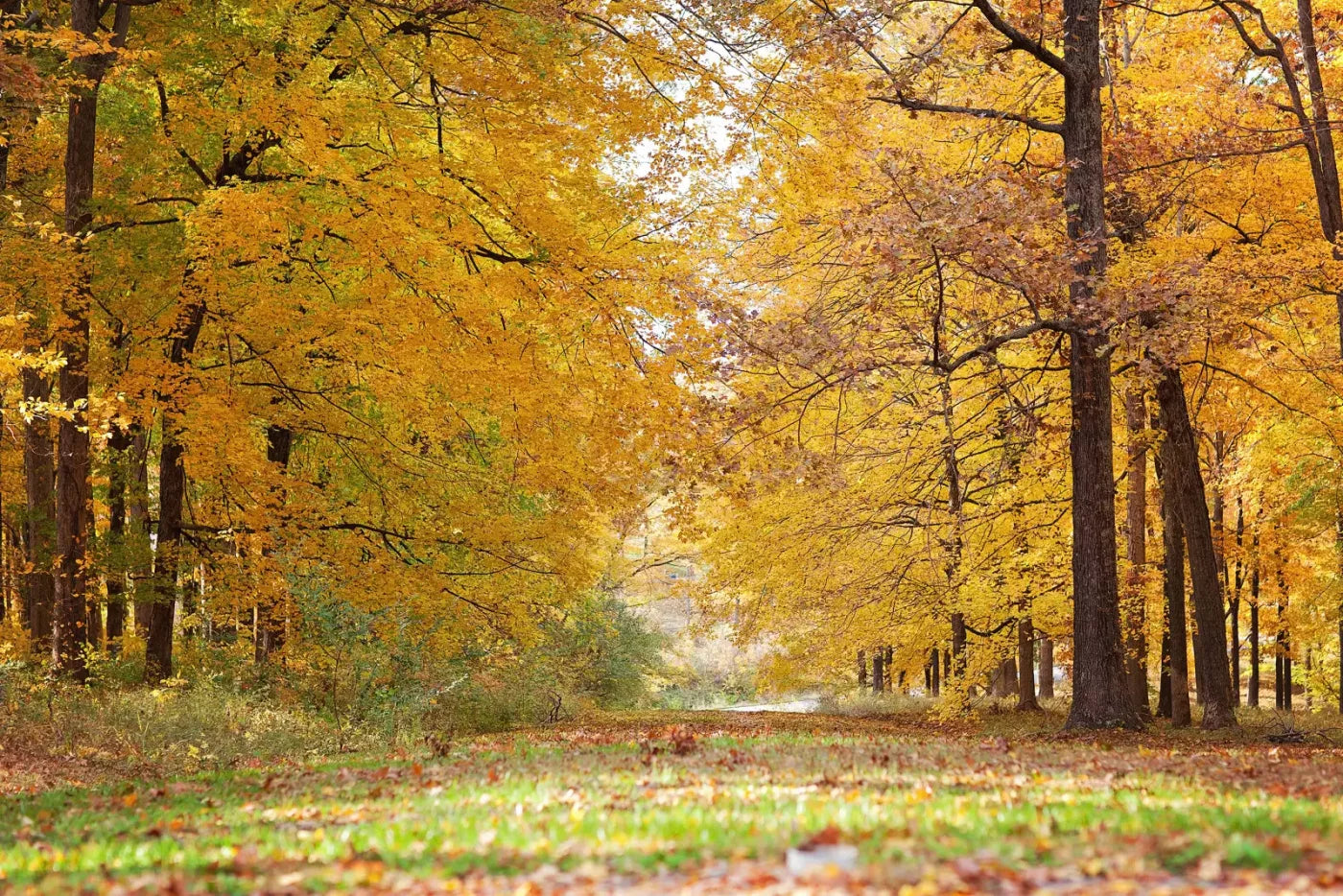 Fall In Missouri 2 8X5 Ultracloth ( 96 X 60 Inch ) Backdrop