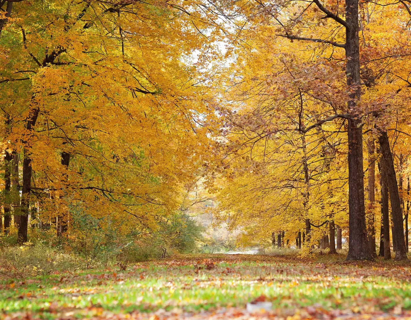 Fall In Missouri 2 8X6 Fleece ( 96 X 72 Inch ) Backdrop