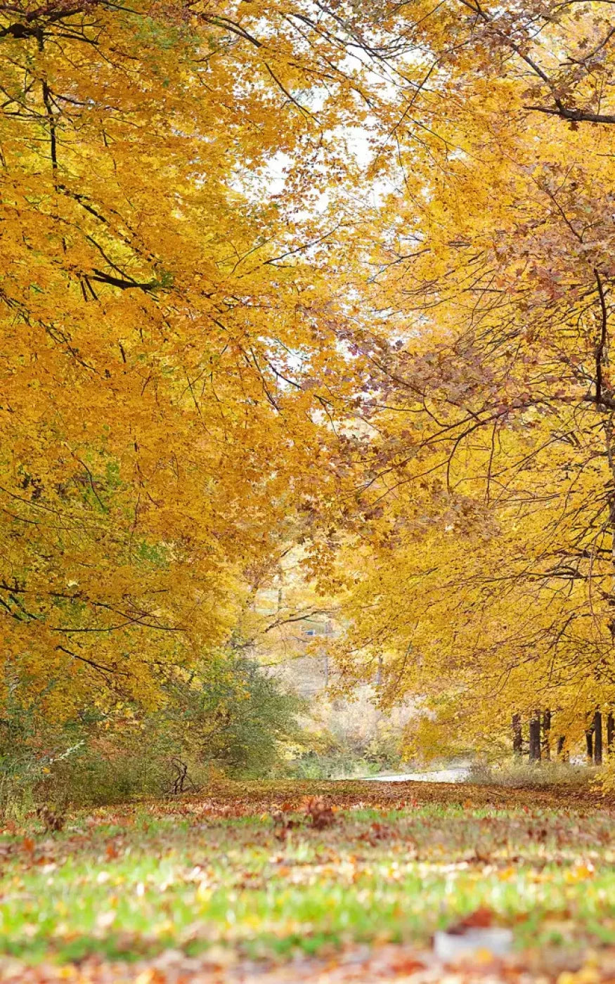 Fall In Missouri 2 9X14 Ultracloth ( 108 X 168 Inch ) Backdrop