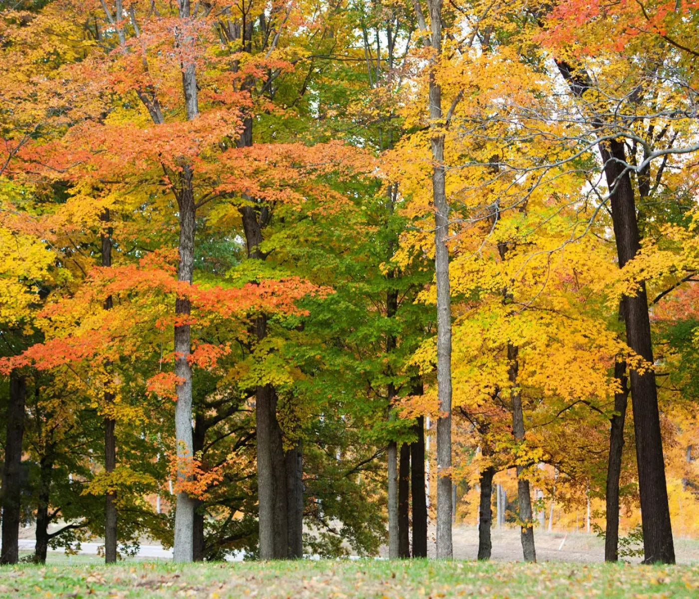 Fall In Missouri 3 12X10 Ultracloth ( 144 X 120 Inch ) Backdrop