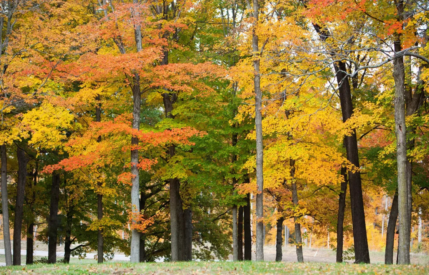 Fall In Missouri 3 12X8 Ultracloth ( 144 X 96 Inch ) Backdrop