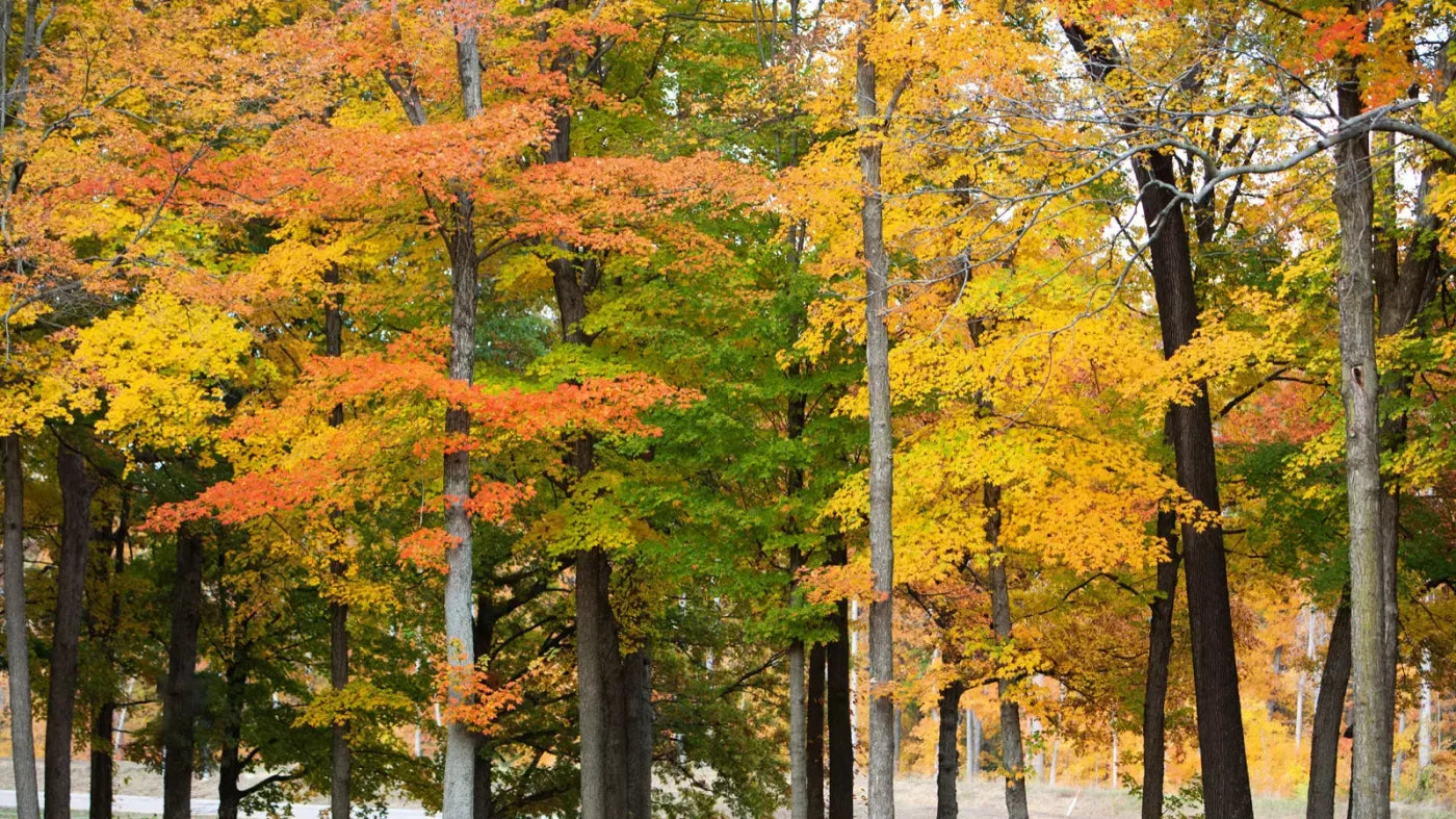 Fall In Missouri 3 14X8 Ultracloth ( 168 X 96 Inch ) Backdrop