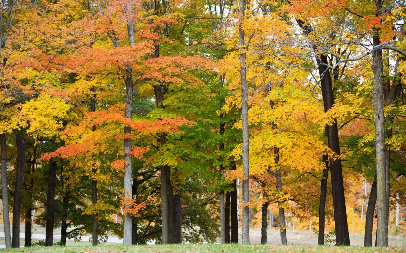 Fall In Missouri 3 14X9 Ultracloth ( 168 X 108 Inch ) Backdrop