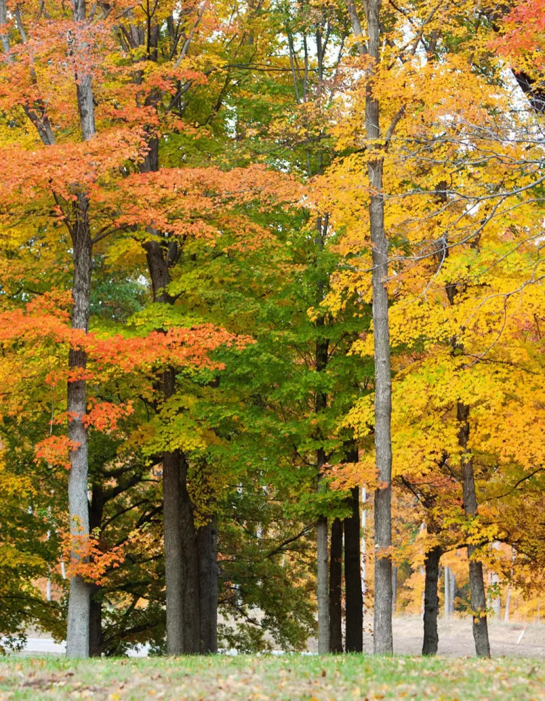 Fall In Missouri 3 6X8 Fleece ( 72 X 96 Inch ) Backdrop