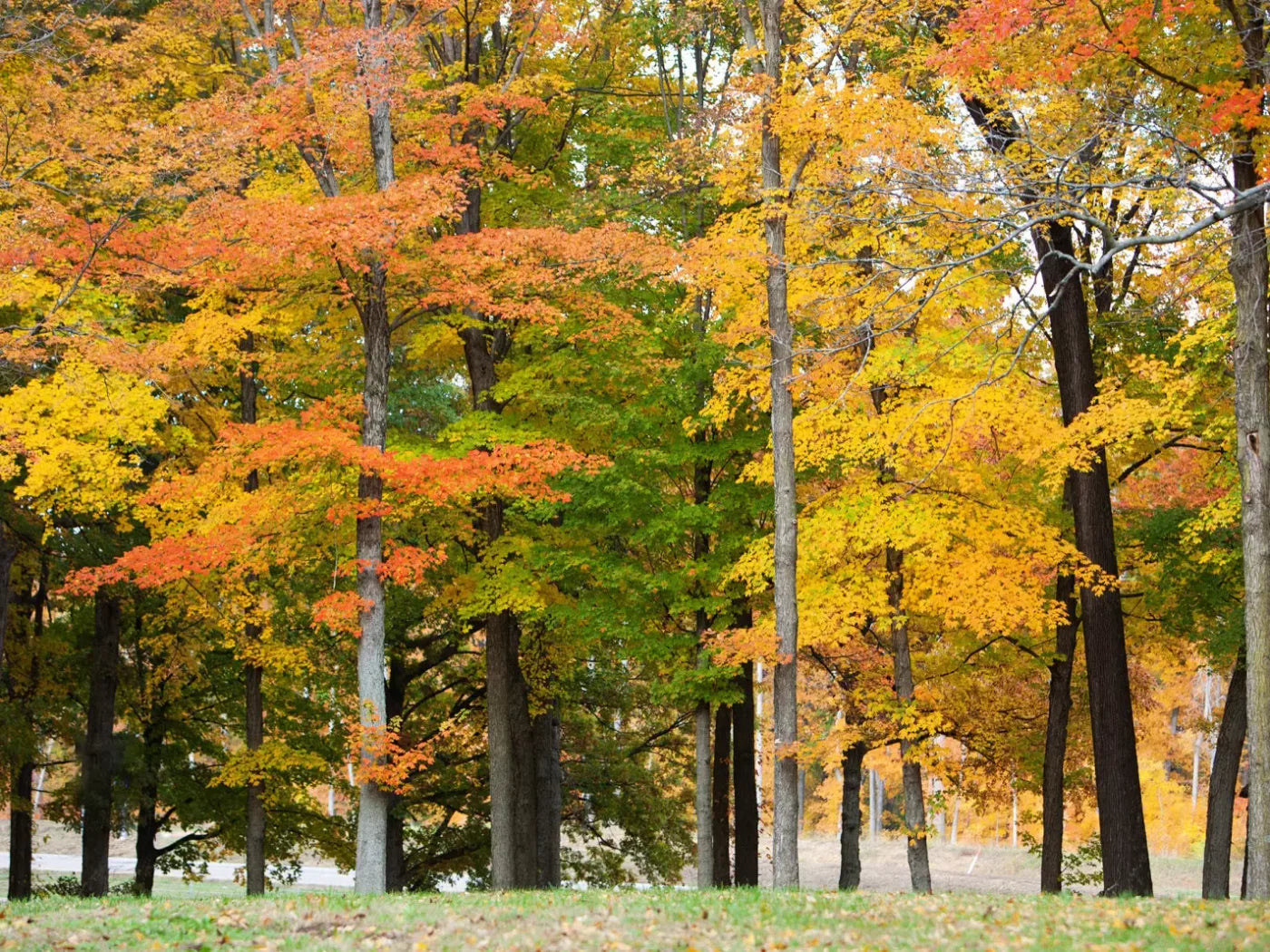 Fall In Missouri 3 7X5 Ultracloth ( 84 X 60 Inch ) Backdrop