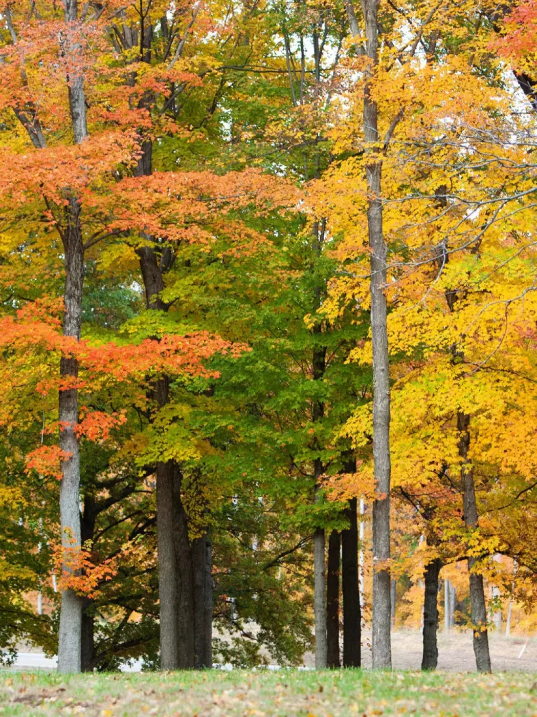 Fall In Missouri 3 8X10 Fleece ( 96 X 120 Inch ) Backdrop