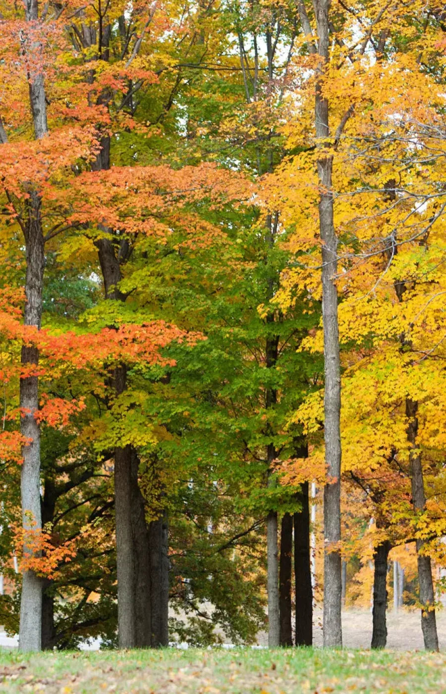 Fall In Missouri 3 8X12 Ultracloth ( 96 X 144 Inch ) Backdrop