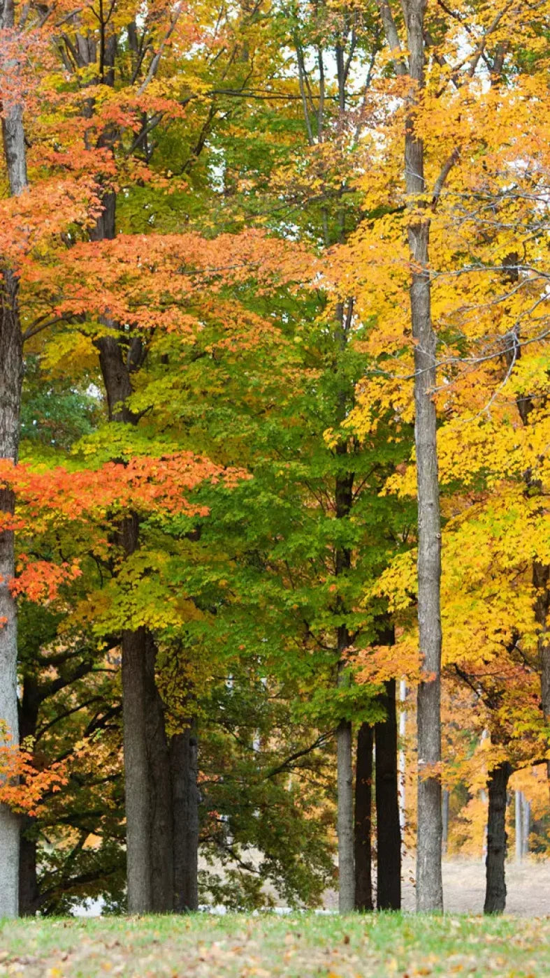 Fall In Missouri 3 8X14 Ultracloth ( 96 X 168 Inch ) Backdrop