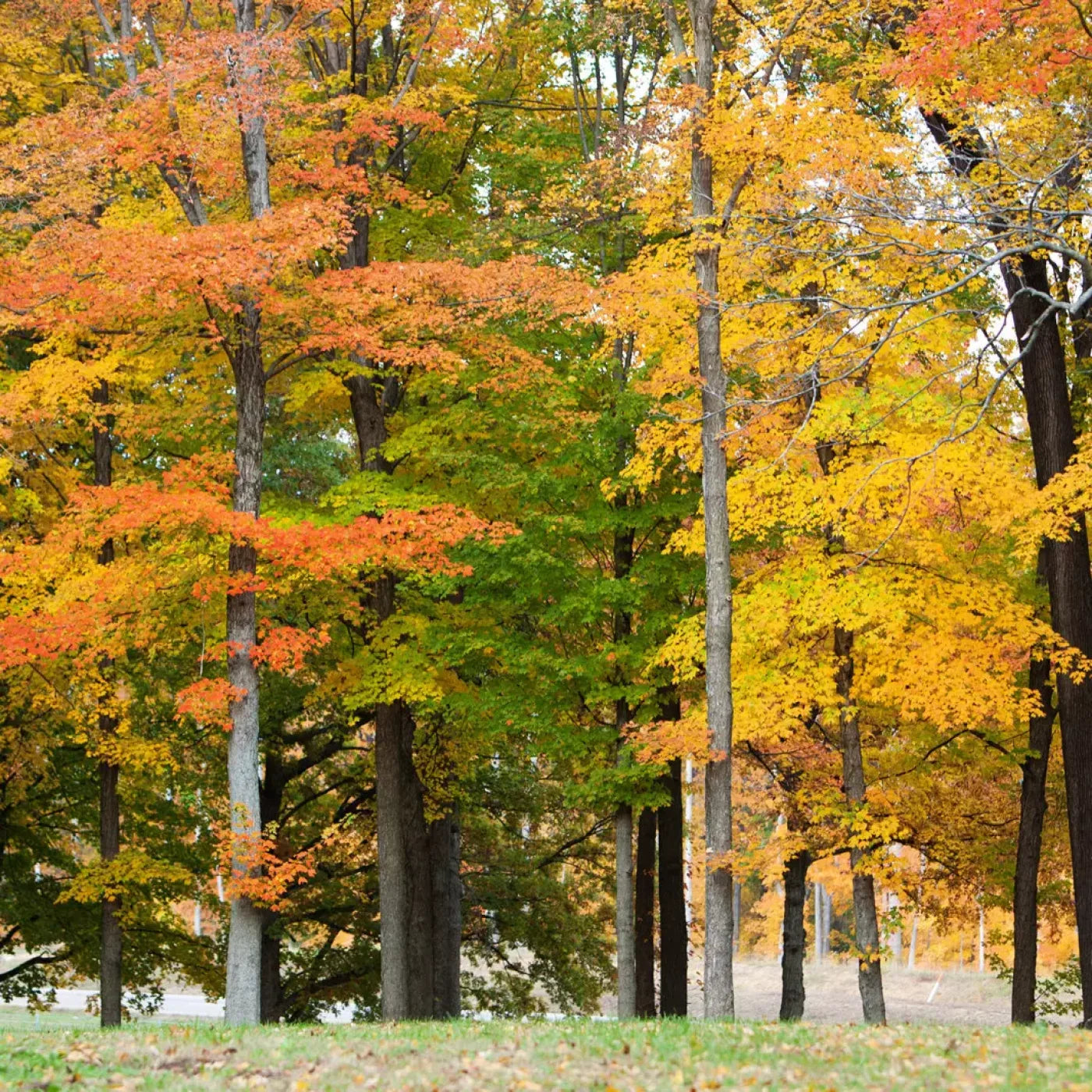 Fall In Missouri 3 8X8 Fleece ( 96 X Inch ) Backdrop