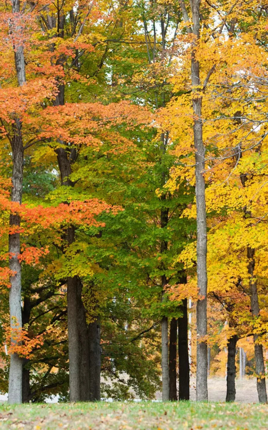 Fall In Missouri 3 9X14 Ultracloth ( 108 X 168 Inch ) Backdrop