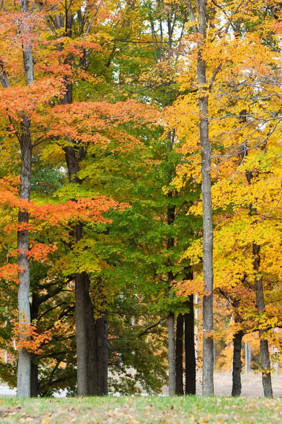 Fall In Missouri 3 Backdrop