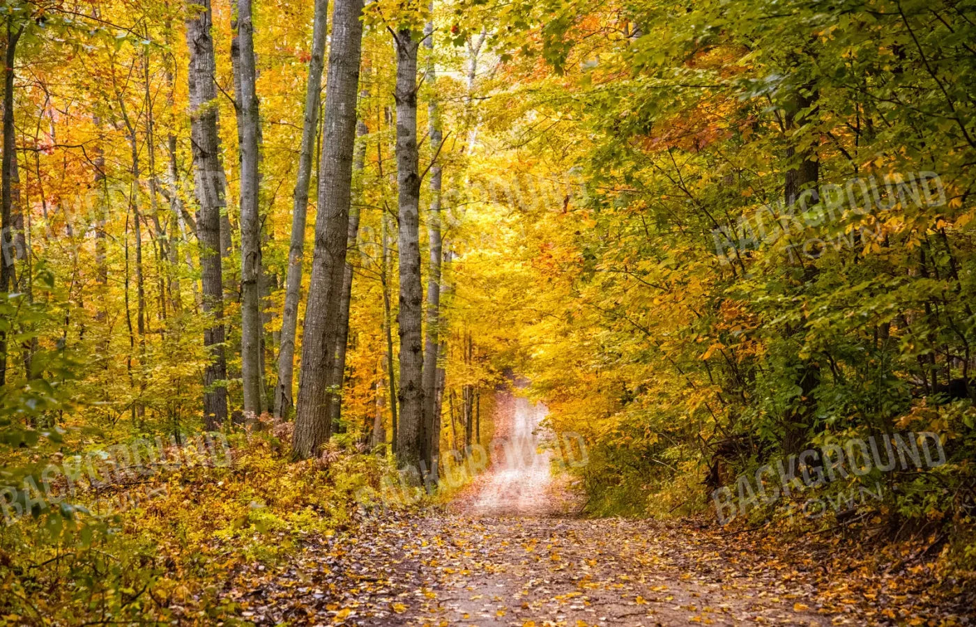 Fall Walk 12X8 Ultracloth ( 144 X 96 Inch ) Backdrop