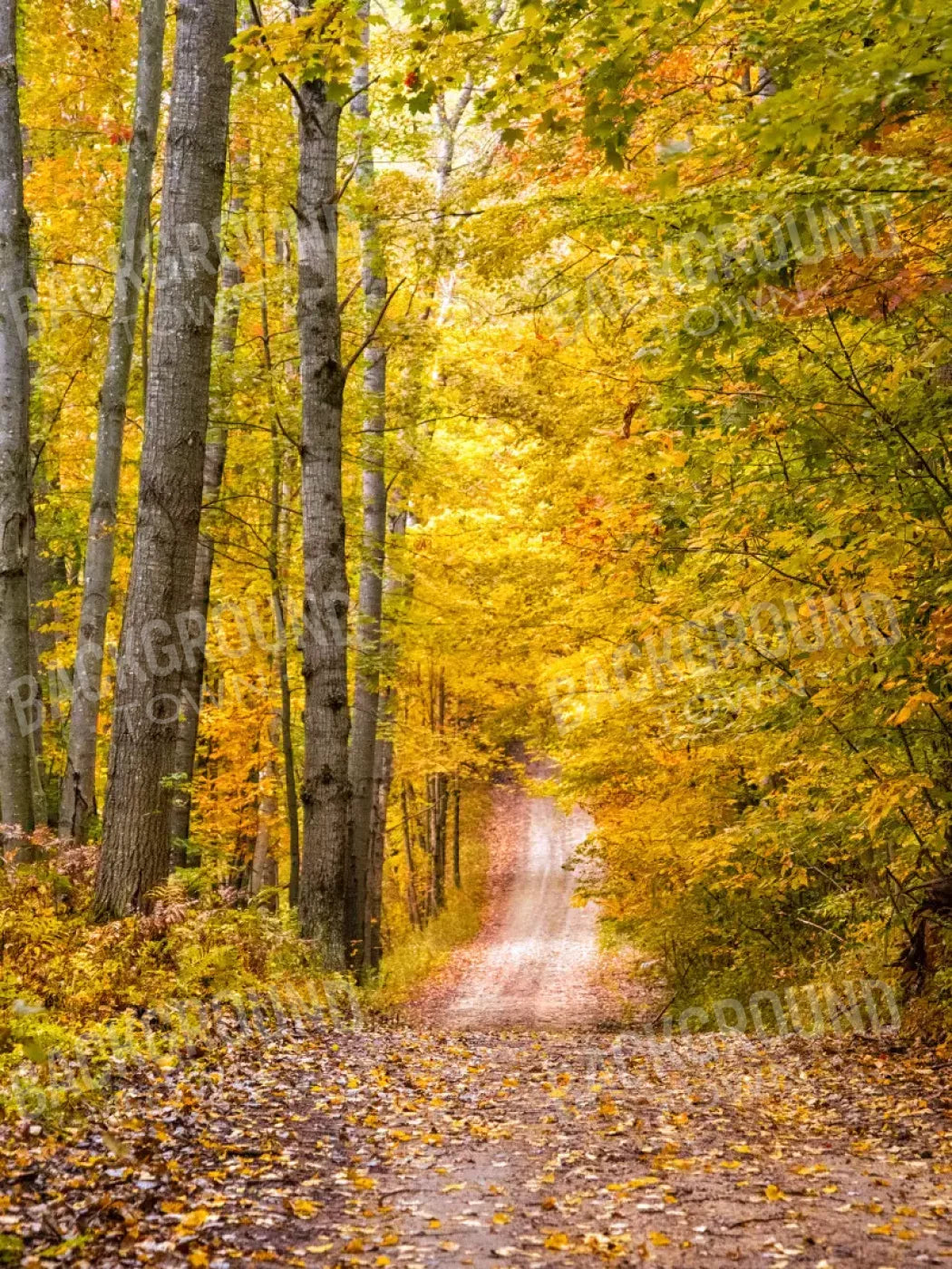 Fall Walk 8X10 Fleece ( 96 X 120 Inch ) Backdrop