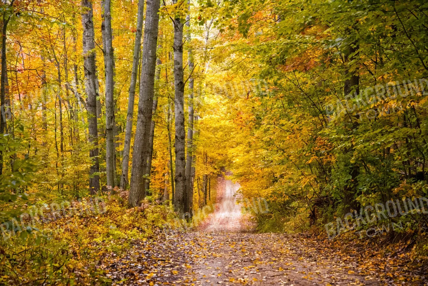 Fall Walk 8X5 Ultracloth ( 96 X 60 Inch ) Backdrop