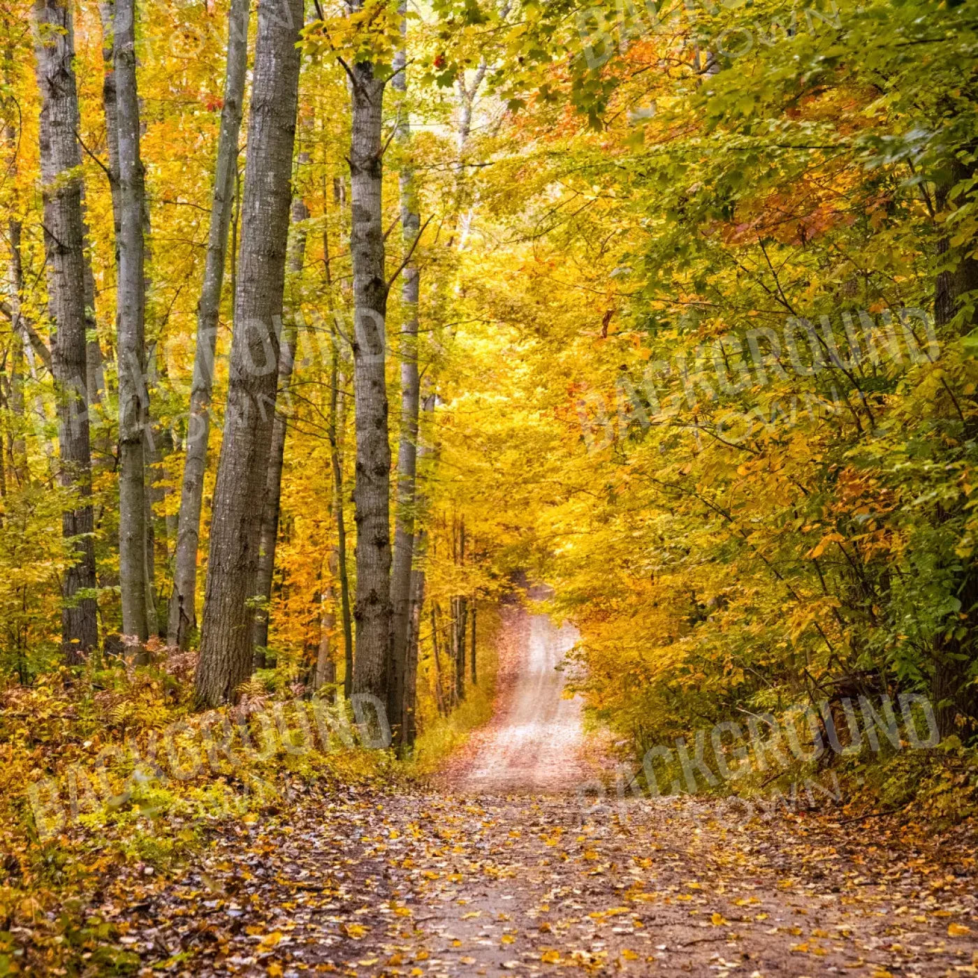 Fall Walk 8X8 Fleece ( 96 X Inch ) Backdrop